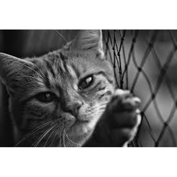 Animal Shelter of Love Cat Dewormer眾生緣流浪動物之家貓杜蟲藥 (粒)